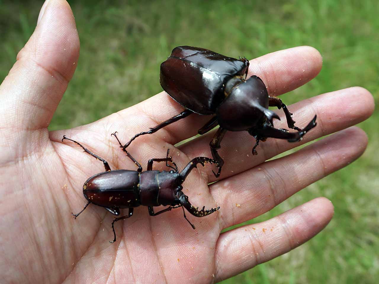 カブトとノコギリクワガタ