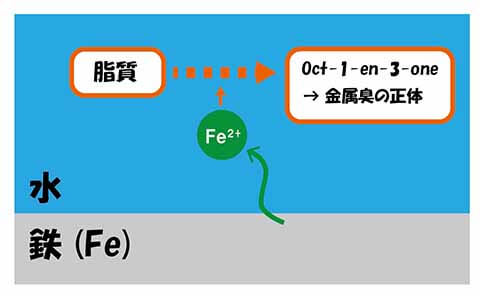 鉄イオンが触媒となり金属臭の原因物質を生成する